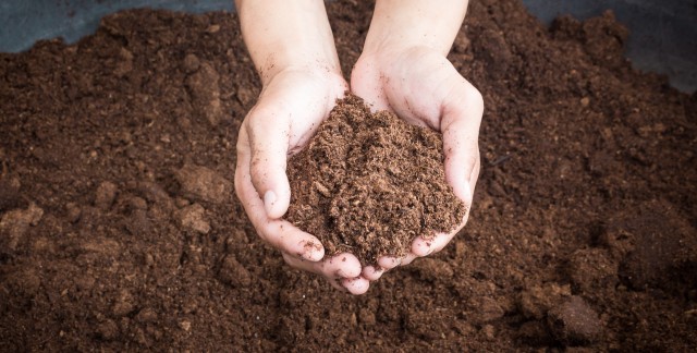 The art of gardening: how to use peat moss | Smart Tips