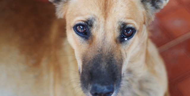 Comment traiter la grippe et le rhume chez le chien Comment traiter la grippe et le rhume chez le chien