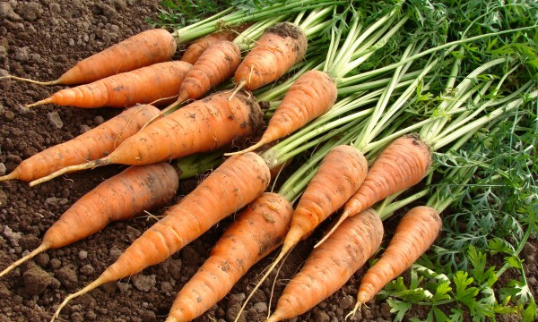 Cooking with carrots: 2 side dishes you've got to try