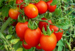 Super foods recipe: cheesy-crust baked tomatoes