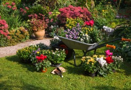 How to grow chrysanthemums