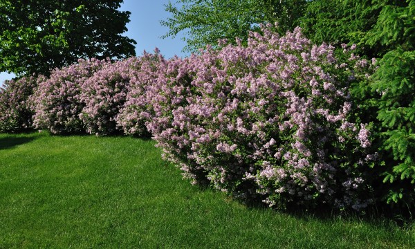 Gardening know-how: planting and caring for shrubs