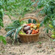 6 steps to planning an eco-friendly garden