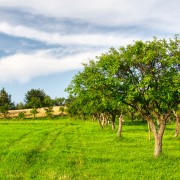 The 20 simplest trees to care for