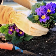 5 tips for getting the most from your primroses
