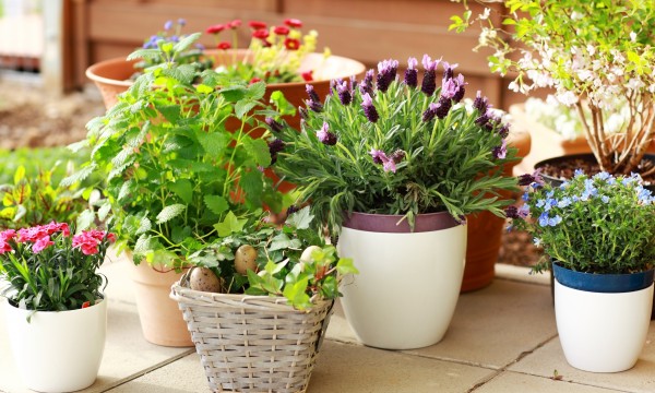 5 tricks gardeners use for healthier containers