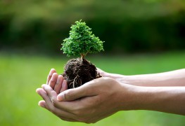 The gardener's guide to nurturing new trees