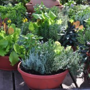 Potting-soil pointers for container gardens