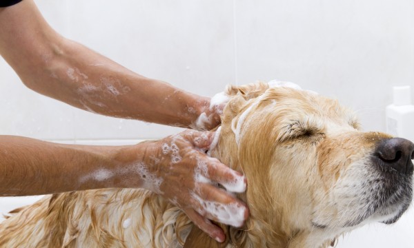 Your guide to homemade dog shampoo for shiny coats