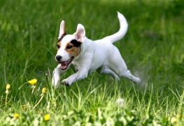Keeping your dog healthy with exercise and play