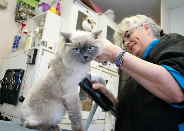 Cat Cuts St. Albert Business Story
