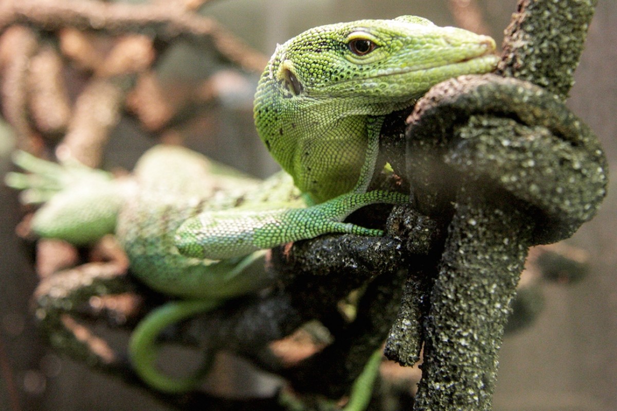 J & J Reptiles Calgary Business Story