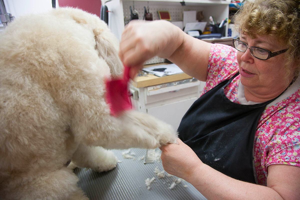 Brenda's Grooming Room Maple Ridge Business Story