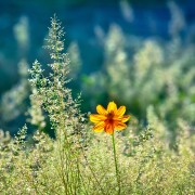 Planting ornamental grasses