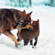 Everything you need to know about animal microchip implants