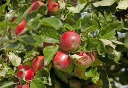 How to grow fruit organically