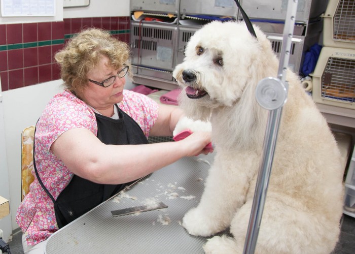 Brenda's Grooming Room Maple Ridge Business Story