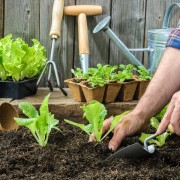 Simple steps to reviving heirloom vegetables in your backyard garden