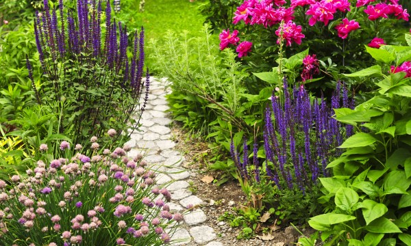 6 green thumb tips for growing perennials