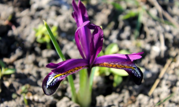 The 3 most important tips for growing irises