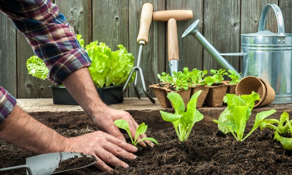 Gardening 101: using compost in your garden | Smart Tips