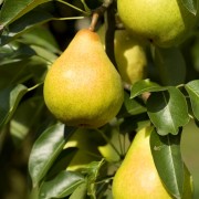 How to make glazed pear and feta salad