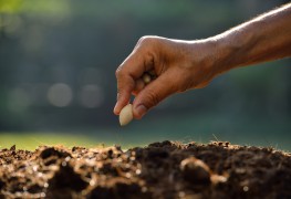 How to grow the impressive passionflower