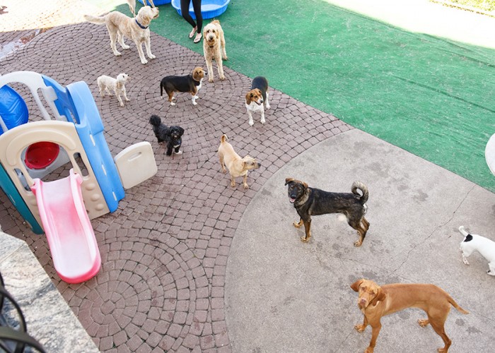 Doggieland Maple Business Story