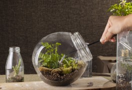 How to create your own terrarium garden