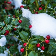 5 tips for using holly to add colour to your garden