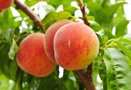 How to make poached peaches and pears in a blueberry jus