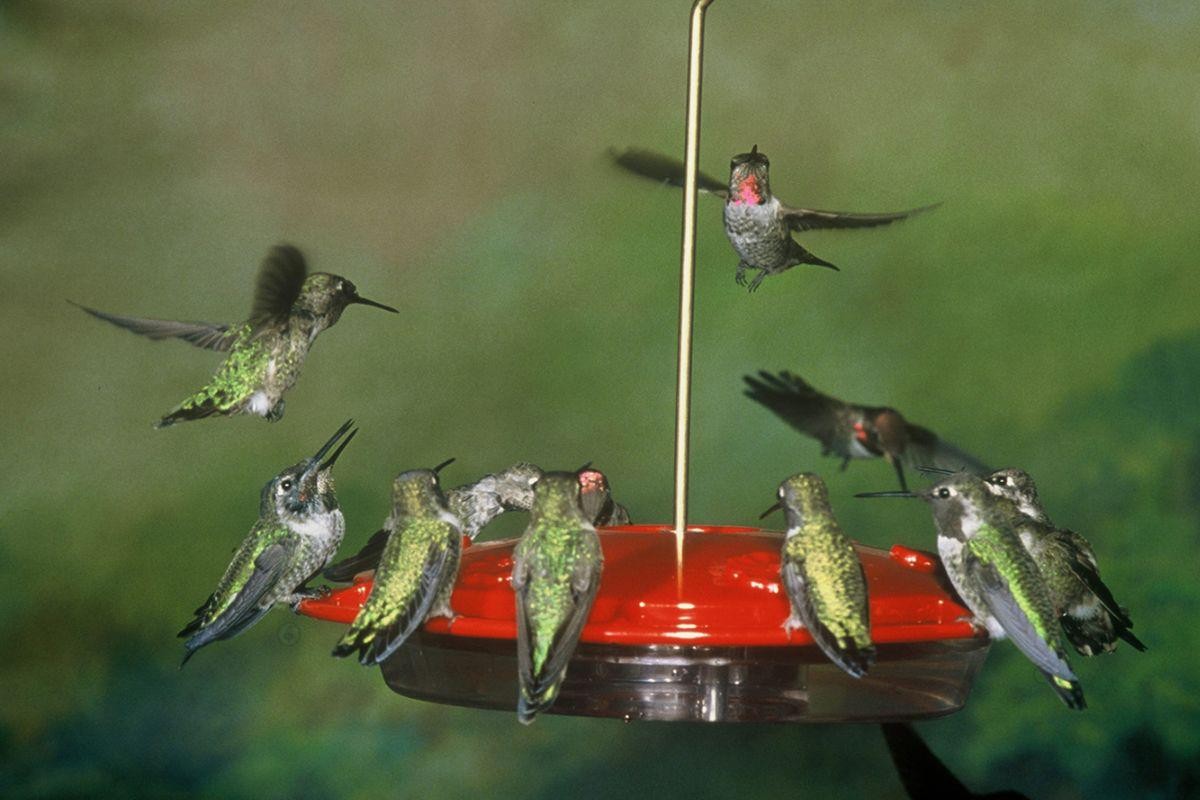Backyard Bird Centre Port Moody Business Story
