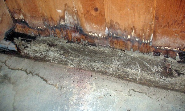 Mold Remediation