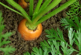 Turning vegetables you'd toss into vegetables you've grown