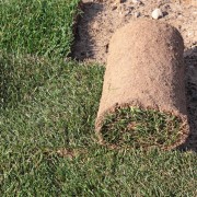 How to plant your garden and grass