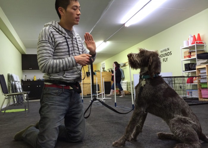 When Hounds Fly Dog Training Toronto Business Story
