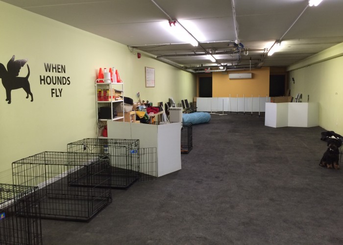 When Hounds Fly Dog Training Toronto Business Story