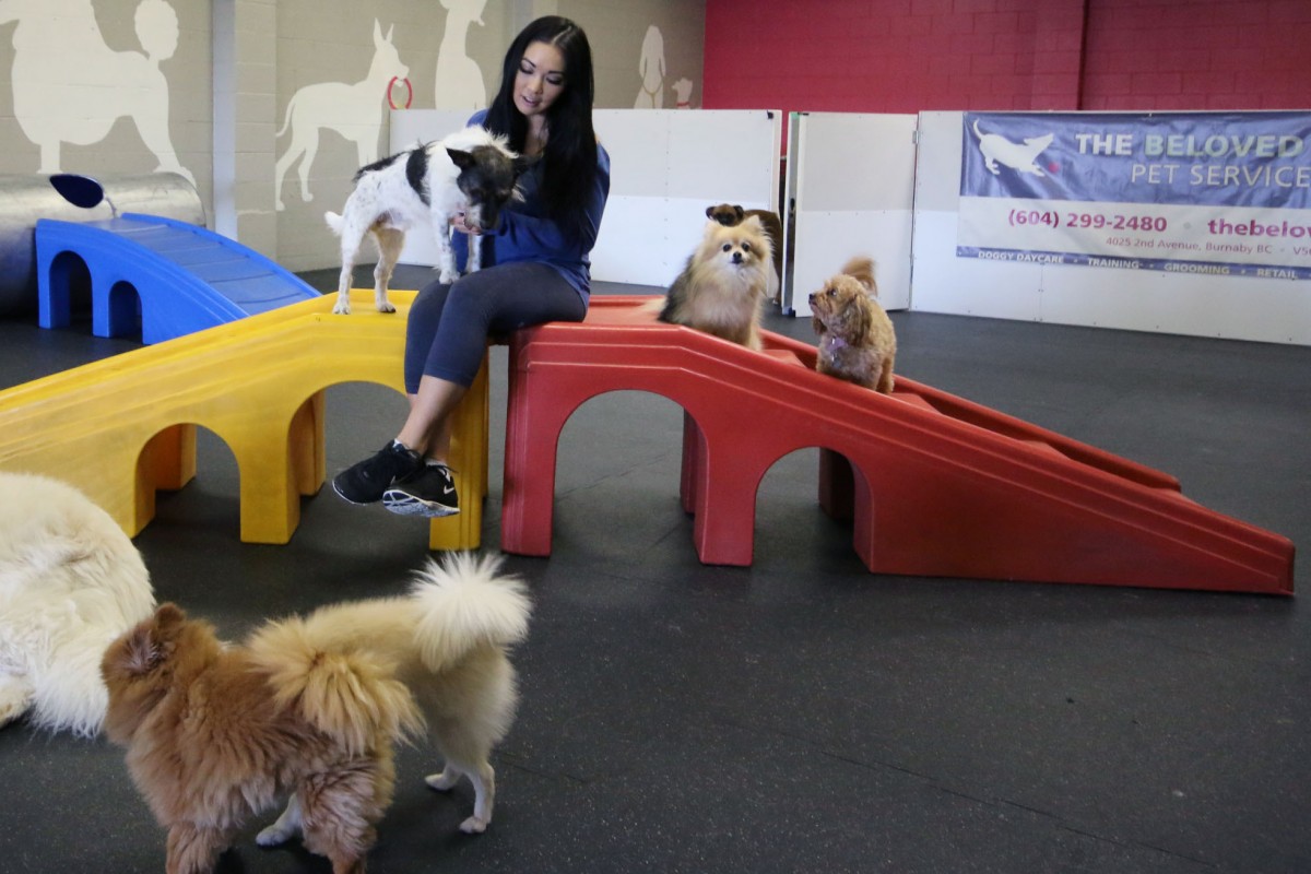 The Beloved Dog Burnaby Business Story