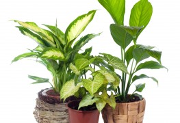 Does tap water harm your plants?