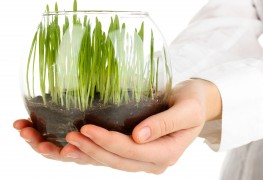 How to plant a salad garden with very little space