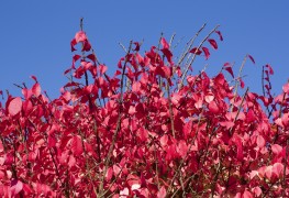 3 tips for how to grow Euonymous