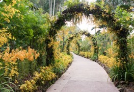 Tough plants to adorn your path