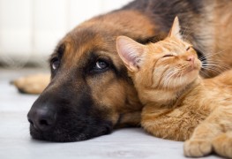 Is pet health insurance worth the money?