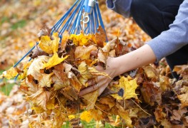 9 ways to deal with autumn leaves