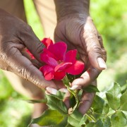Tips for maintaining the health of garden roses