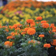 3 easy steps for creating colour in your yard