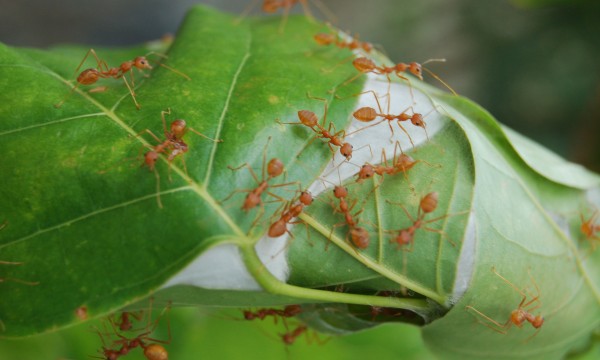 10 ways to deal with ants in the garden