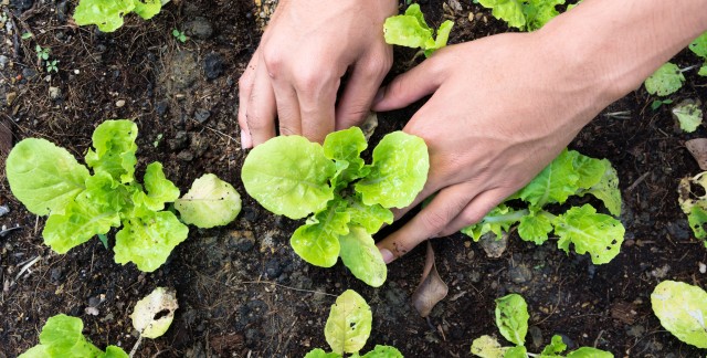 8 fleurs et légumes à planter ce printemps