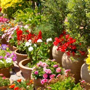 Guide pour un jardin spectaculaire de bacs saisonniers