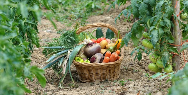 10 bonnes raisons d'acheter des aliments bio